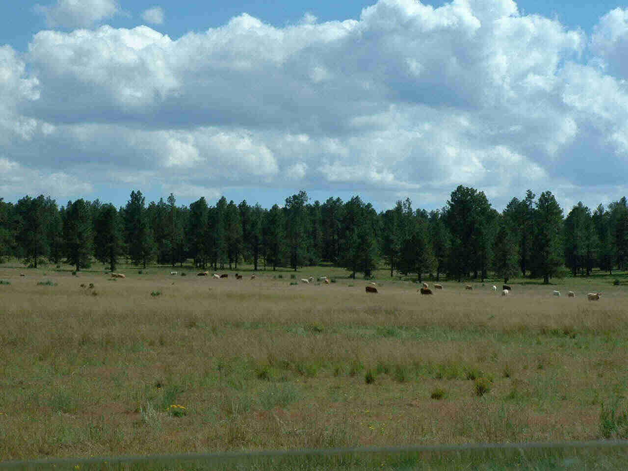 DSCF0001.JPG (321667 bytes)