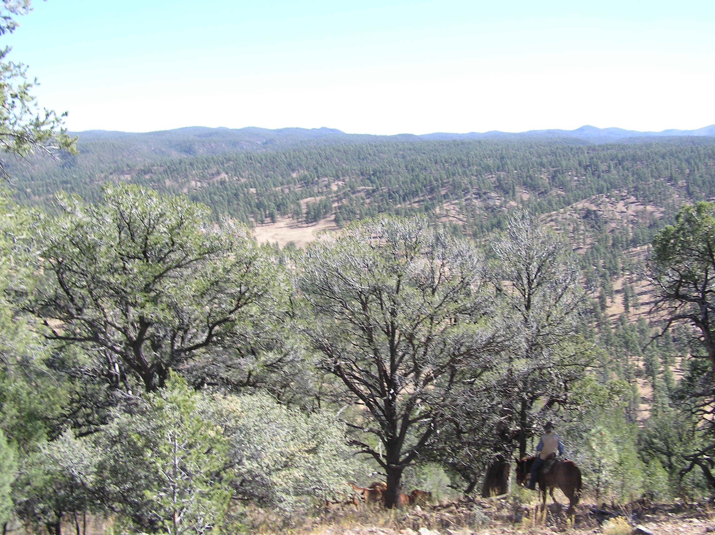 P1010032.JPG (842965 bytes)